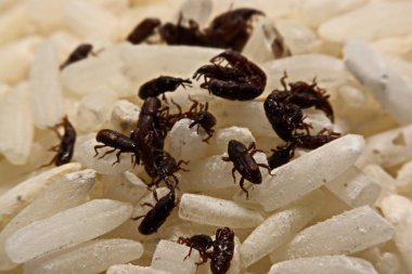 Yetişkin pirinç buğday (Sitophilus oryzae) pirinç tahıl üzerinde yakın çekim