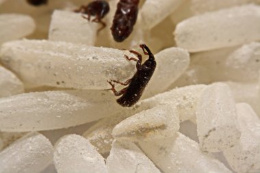 Yetişkin pirinç buğday (Sitophilus oryzae) pirinç tahıl üzerinde yakın çekim