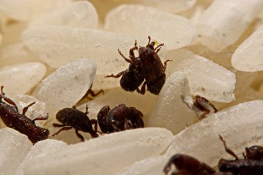 Yetişkin pirinç buğday (Sitophilus oryzae) pirinç tahıl üzerinde yakın çekim
