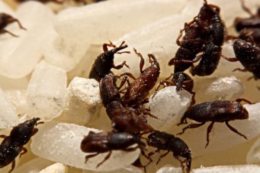 Yetişkin pirinç buğday (Sitophilus oryzae) pirinç tahıl üzerinde yakın çekim