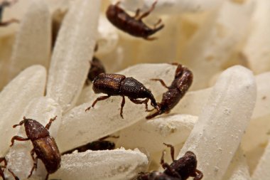 Yetişkin pirinç buğday (Sitophilus oryzae) pirinç tahıl üzerinde yakın çekim