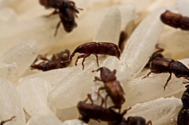 Yetişkin pirinç buğday (Sitophilus oryzae) pirinç tahıl üzerinde yakın çekim