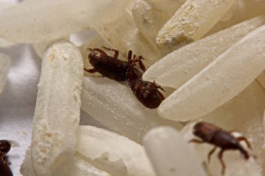 Yetişkin pirinç buğday (Sitophilus oryzae) pirinç tahıl üzerinde yakın çekim