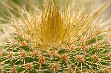 Makro kaktüs dikenler, kaktüs, kaktüs adam diken kadar kapatın