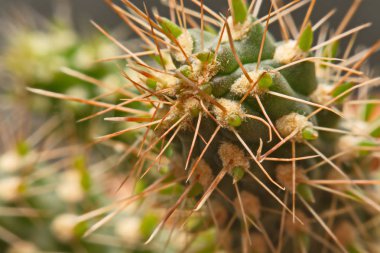Makro kaktüs dikenler, kaktüs, kaktüs adam diken kadar kapatın