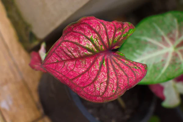 Caladium bicolor bitki bahçesinde kapatın