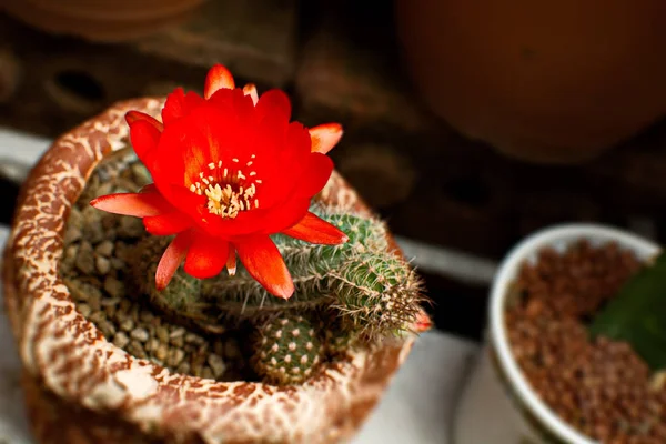Fleurs rouges vives fleurissant sur cactus torche — Photo