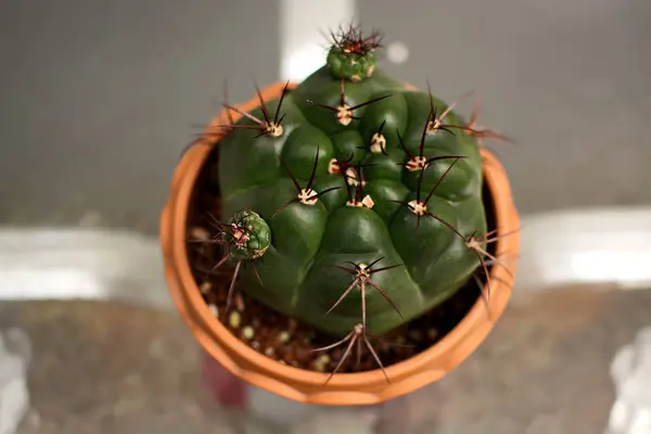 Gymnocalycium cactus egy Égetett agyag edényben — Stock Fotó