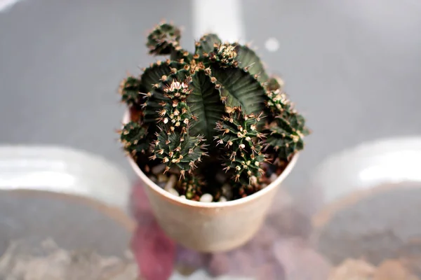 Gymnocalycium cactus dans une casserole d'argile cuite au four — Photo