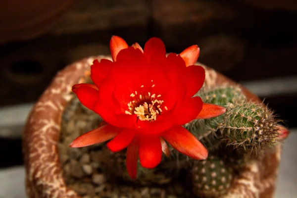 Fleurs rouges vives fleurissant sur cactus torche — Photo