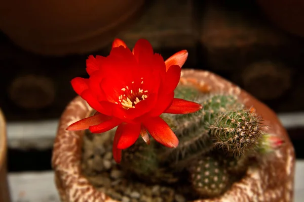 Parlak kırmızı meşale kaktüs çiçek açan çiçekler — Stok fotoğraf