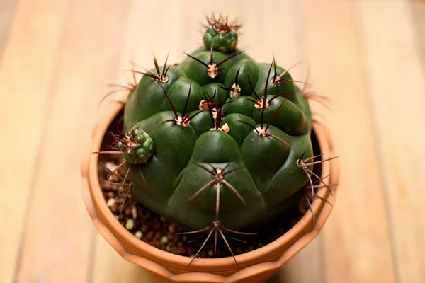 Gymnocalycium cactus in a baked clay pot — Stock Photo, Image