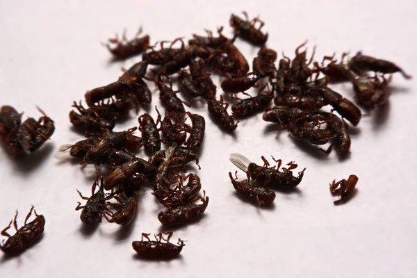 Close up de caprinos adultos de arroz (Sitophilus oryzae) isolados em p — Fotografia de Stock