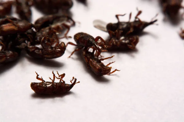 Close up of adult rice weevils (Sitophilus oryzae) isolated on w — Stock Photo, Image