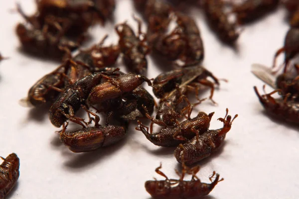 Yetişkin pirinç w izole weevils (Sitophilus oryzae), yakın çekim