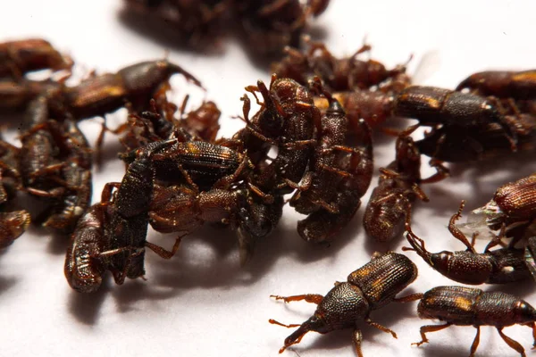 Yetişkin pirinç w izole weevils (Sitophilus oryzae), yakın çekim
