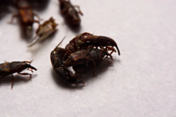 Close up of adult rice weevils (Sitophilus oryzae) isolated on w — Stock Photo, Image