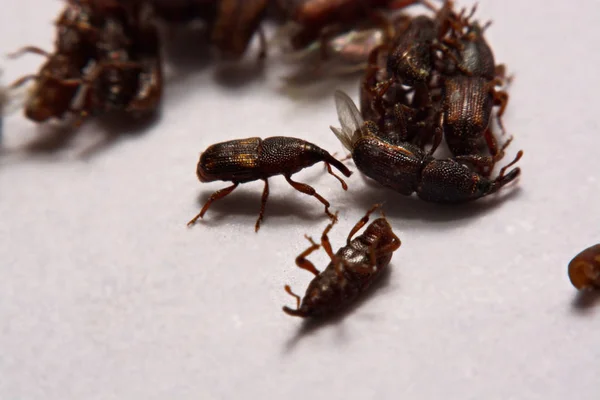 Close up of adult rice weevils (Sitophilus oryzae) isolated on w — Stock Photo, Image