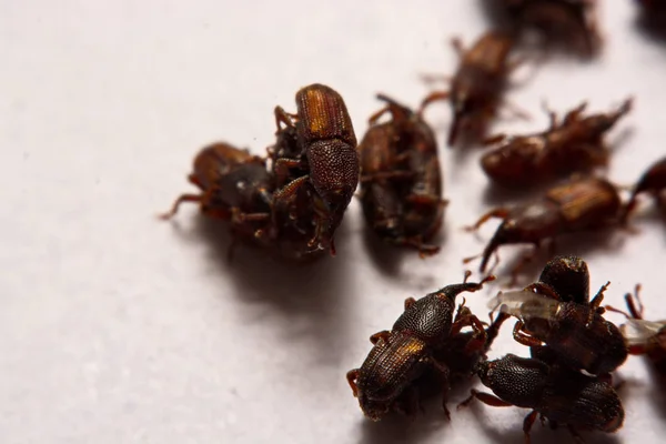 Close up of adult rice weevils (Sitophilus oryzae) isolated on w — Stock Photo, Image