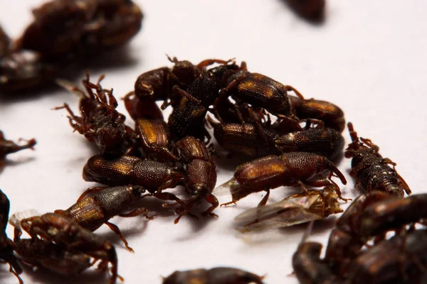 Close up of adult rice weevils (Sitophilus oryzae) isolated on w — Stock Photo, Image