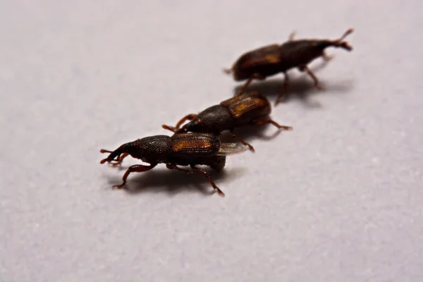 Dekat kumbang padi dewasa (Sitophilus oryzae) terisolasi pada w — Stok Foto