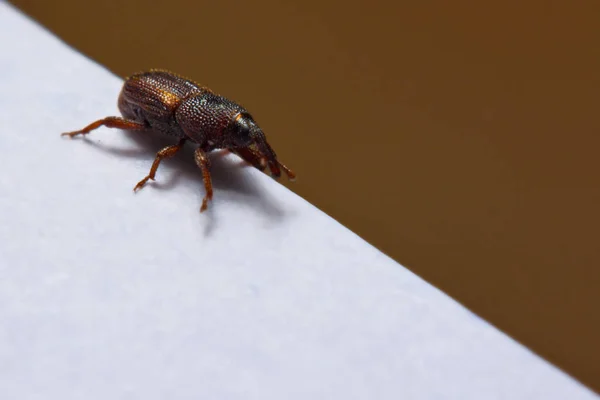 Close up de caprinos adultos de arroz (Sitophilus oryzae) isolados em p — Fotografia de Stock