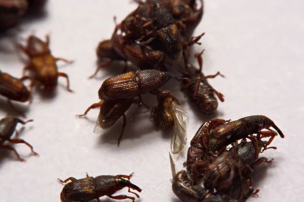 Yetişkin pirinç w izole weevils (Sitophilus oryzae), yakın çekim