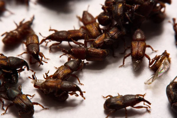 Yetişkin pirinç w izole weevils (Sitophilus oryzae), yakın çekim