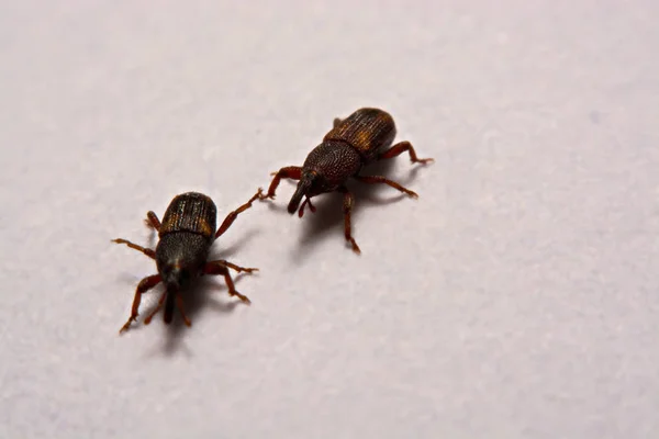 Close up van volwassen rijst snuitkevers (Sitophilus oryzae) geïsoleerd op w — Stockfoto