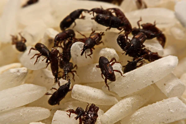 Yetişkin pirinç buğday (Sitophilus oryzae) pirinç tahıl üzerinde yakın çekim