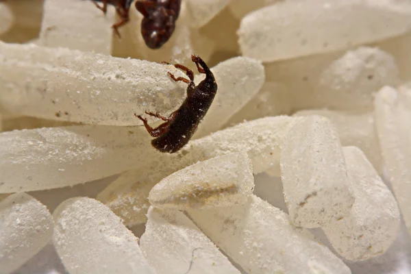 Close up of adult rice weevils (Sitophilus oryzae) on rice grain — Stock Photo, Image