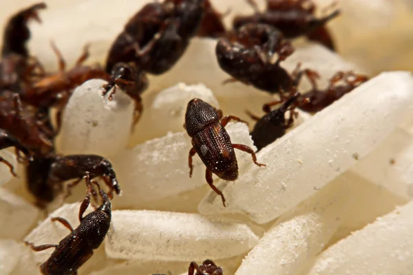 Yetişkin pirinç buğday (Sitophilus oryzae) pirinç tahıl üzerinde yakın çekim