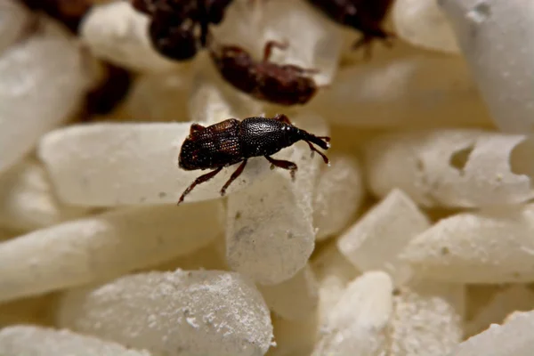 Primer plano de los gorgojos adultos de arroz (Sitophilus oryzae) sobre el grano de arroz — Foto de Stock