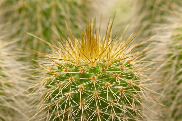 Makro-Kakteen Dornen, Nahaufnahme Dornen von Kakteen, Kaktus Hintergrund — Stockfoto