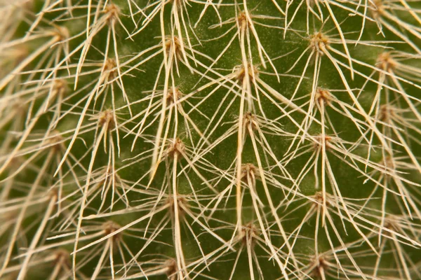 Macro espinas de cactus, Cercano espinas de cactus, Cactus Backgroun — Foto de Stock