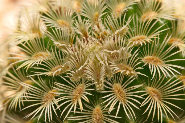 Makro cactus törnen, närbild törnen av kaktus, kaktus bak — Stockfoto