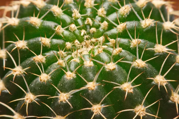 Makro-Kakteen Dornen, Nahaufnahme Dornen von Kakteen, Kaktus Hintergrund — Stockfoto