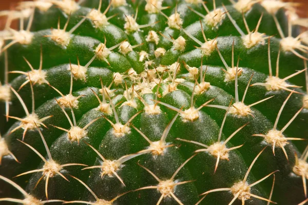 Makro cactus törnen, närbild törnen av kaktus, kaktus bak — Stockfoto