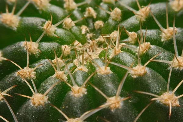 Makro cactus törnen, närbild törnen av kaktus, kaktus bak — Stockfoto