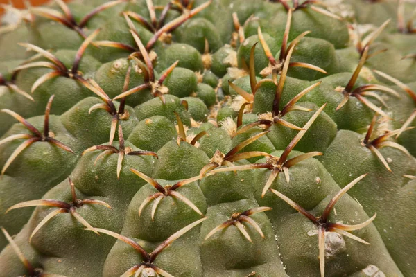 Makró kaktusz tüske, tövis, kaktusz, kaktusz háttere közelről — Stock Fotó