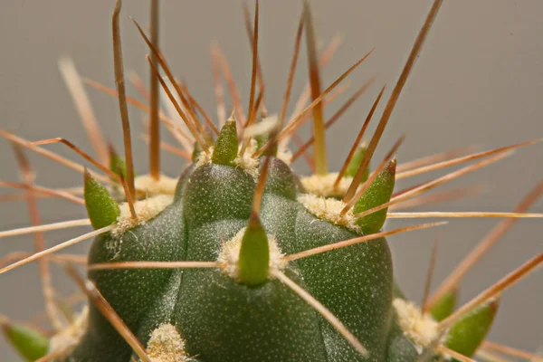 Makro cactus törnen, närbild törnen av kaktus, kaktus bak — Stockfoto