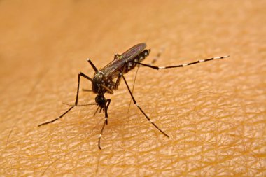 Kan emme sivrisinek (Aedes aegypti) makro yakın çekim üzerinde 