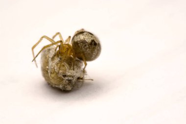 Küçük bir örümcek yumurtalarını beyaz bir arka plan üzerinde izliyor