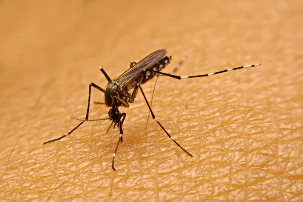 Kan emme sivrisinek (Aedes aegypti) makro yakın çekim üzerinde 