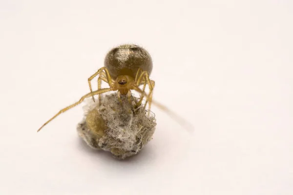 Een kleine spin is kijken haar eieren op een witte achtergrond — Stockfoto