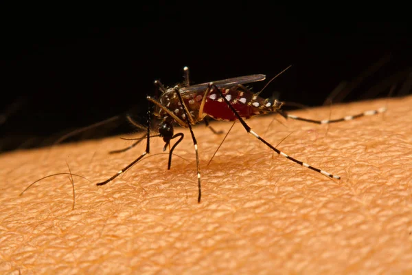 Macro of Fucquito (Aedes aegypti), всасывающий кровь на коже — стоковое фото