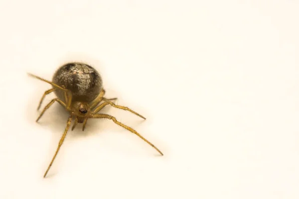 Eine kleine Spinne beobachtet ihre Eier auf weißem Hintergrund — Stockfoto