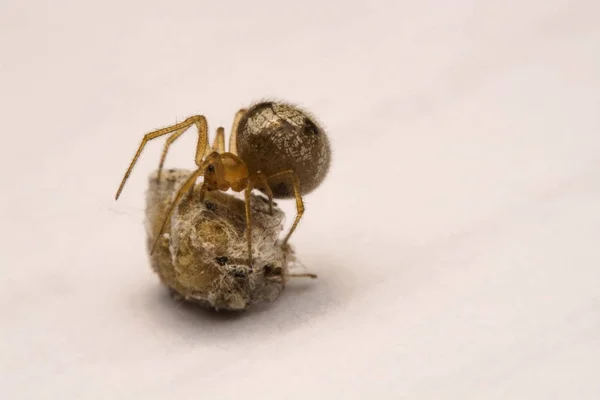 Een kleine spin is kijken haar eieren op een witte achtergrond — Stockfoto
