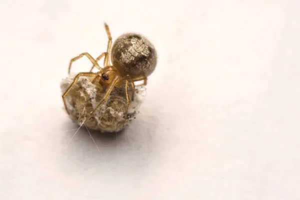 Una pequeña araña está mirando sus huevos sobre un fondo blanco —  Fotos de Stock