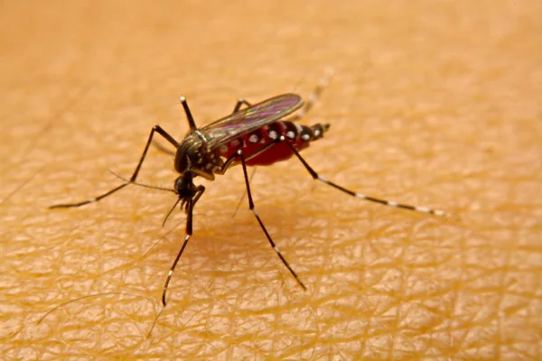 Macro of Fucquito (Aedes aegypti), всасывающий кровь на коже Стоковая Картинка